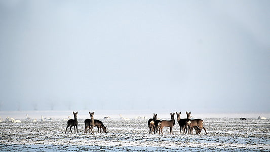 冬, 鹿, 野生, ダマジカ, 雪, 漠然としました。, スラリー