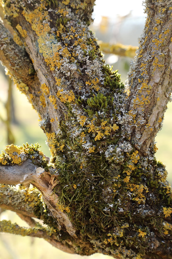 elderberry, shrub, trunk, moss, lichen