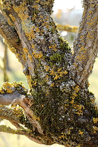 bacca di sambuco, arbusto, tronco, muschio, lichene