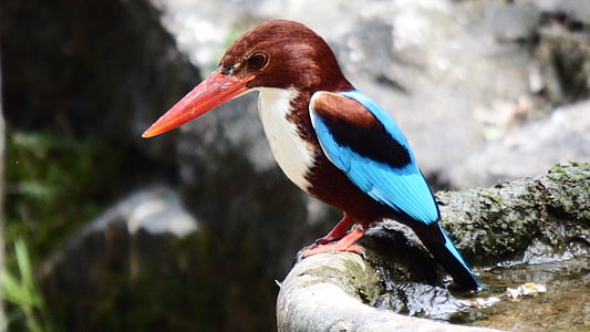 pájaro, Martín pescador, aves de Asia, el jardín zoológico, salvaje, naturaleza, flora y fauna