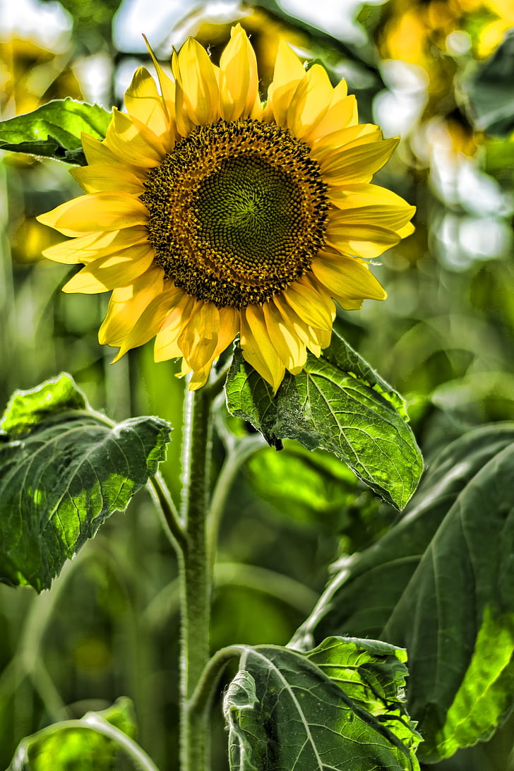 sun flower, garden, summer, yellow, flowers, sunflower bud, blossom