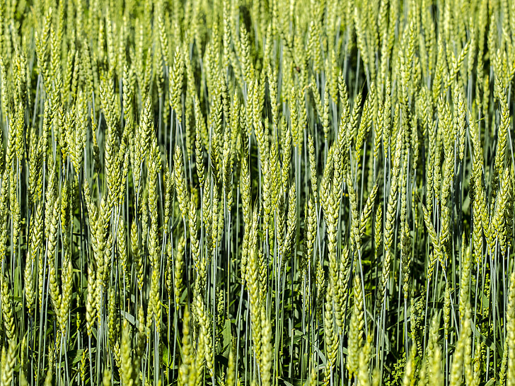 cereals, field, cornfield, plant, nature