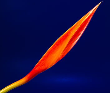 fotografia, laranja, folha, planta, azul, céu, plano de fundo