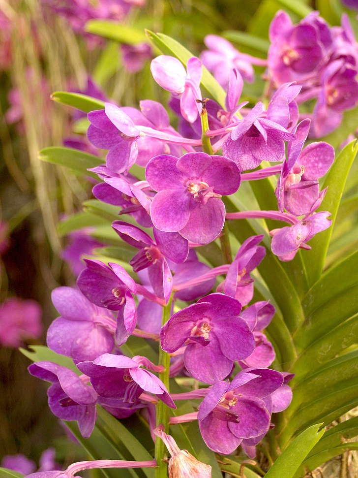 Orchid, blomst, lyse, fiolett, Flora, vekst, dekorasjon