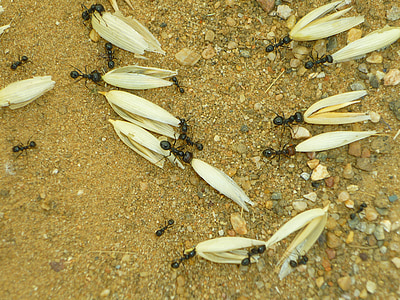 ants, oats, earth, insects, food, social, group