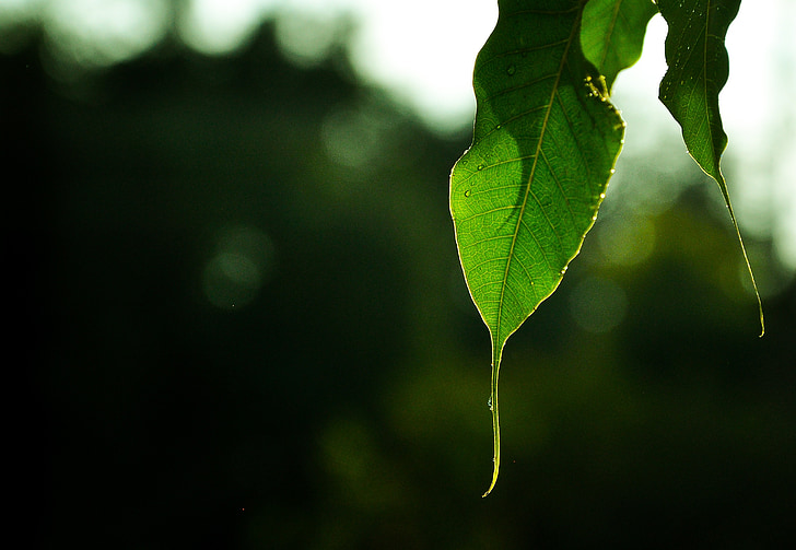 leaf, nature, textures, real, sunlight, drops, images