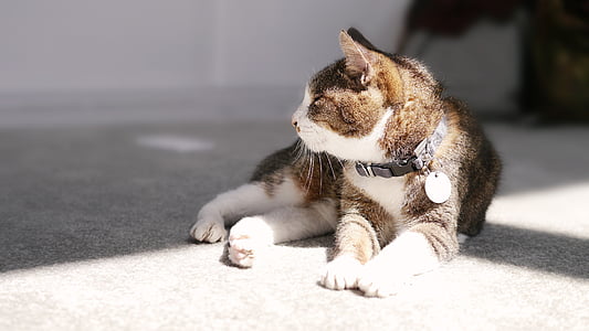 кошка Миа, Отдых, домашнее животное