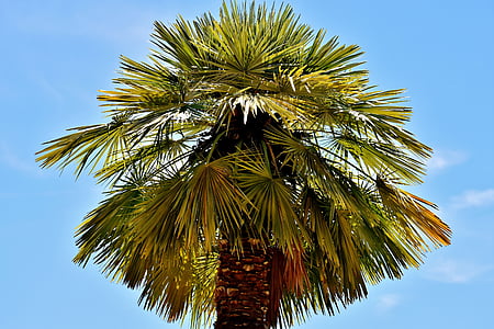 Palm, vasaros, šventės, vasarišką nuotaiką, atostogų, dangus, paplūdimys