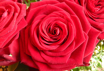 czerwone róże, Baccarat, kwiat miłość, kwiaty, róże, czerwony, Zamknij