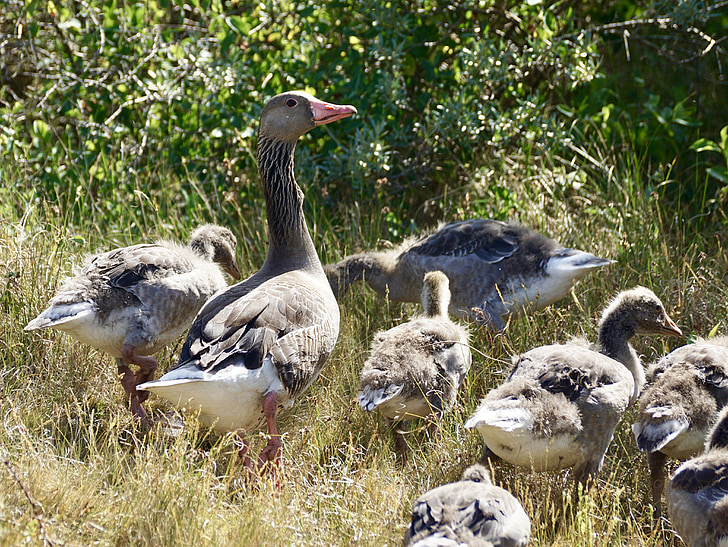 goose, greylag goose, wild goose, family, chicks, goslings, boy