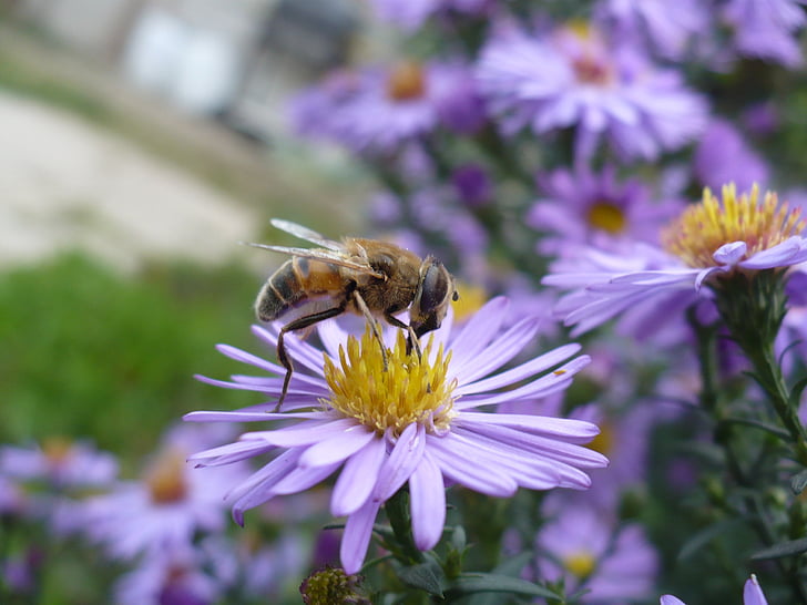 tusenfryd, Bee, blomst, insekt, pollen, blomster, Honeybee