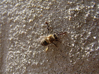 μέλισσα, τα μυρμήγκια, Ρολόι ρεύματος