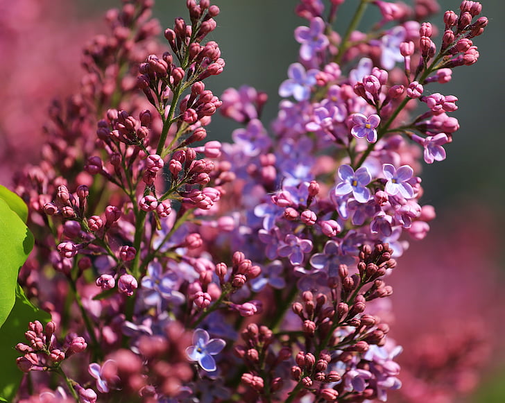 ungu, Salon Kecantikan, mekar, tanaman, Flora, musim panas, fokus