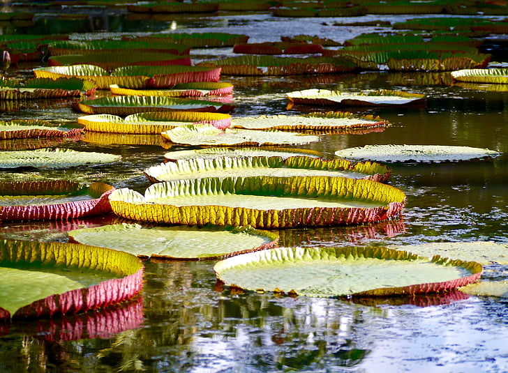 water, water lily, pink, green, mauritius, nuphar, aquatic plant