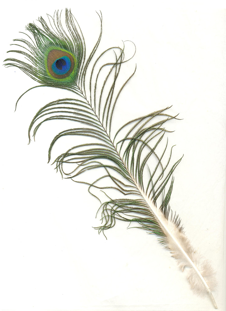Peacock feather, man, Indiase, vogel, patroon, kleurrijke, groen