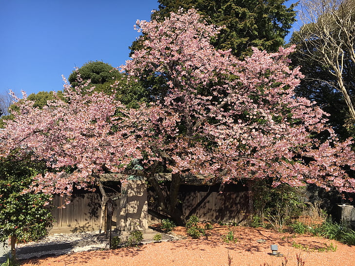 visión del flor de cereza, cerezo, rosa, Japón, hermosa