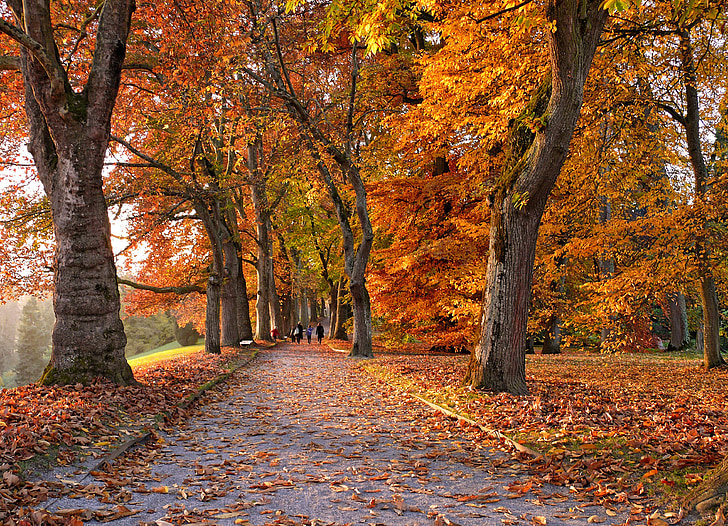 Herbst, Avenue, Bäume, von Bäumen gesäumten Allee, Herbstfarben, Blätter, Blatt