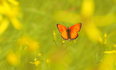 昆虫, 自然, 生活, 蝴蝶-昆虫, 夏季, 黄色, 动物