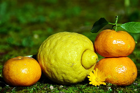 agrumi, limone, mandarino, sano, vitamine, natura, nutrizione