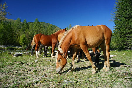 con ngựa, vật nuôi, mùa hè, ngày nắng, bầu trời xanh, dãy núi, rừng