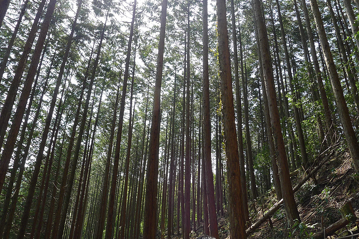 Mountain, skov, Woods, udtynding, Cypress