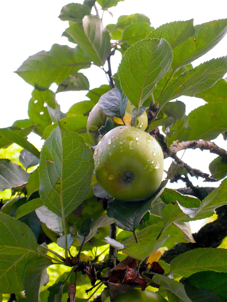 jabolko, kaplja dežja, zelena, sadje