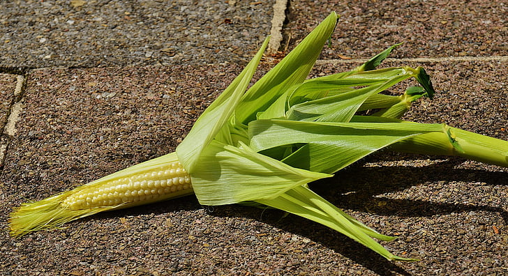 maïs, jonge, groenten, plant, zomer, landbouw, natuur