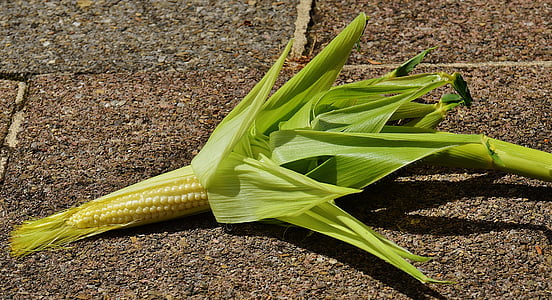 corn, young, vegetables, plant, summer, agriculture, nature
