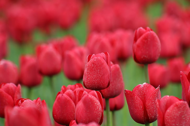 tulips, red, flowers, spring, nature, spring flower, close