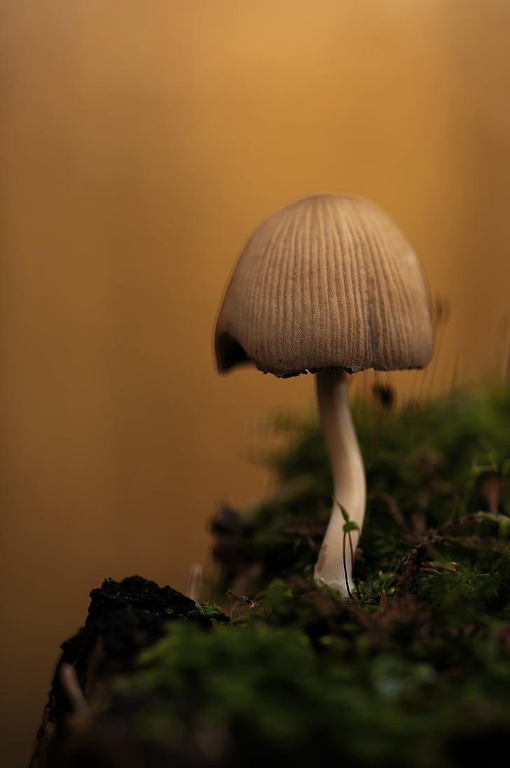 Mića comatus, gljiva, kovrčava kokica, Coprinus micaceus, šumskog tla, jesen, šumskim gljivama