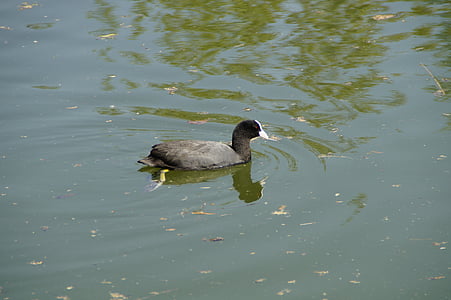 coot, ralle, water bird, bird, black, lake, animal