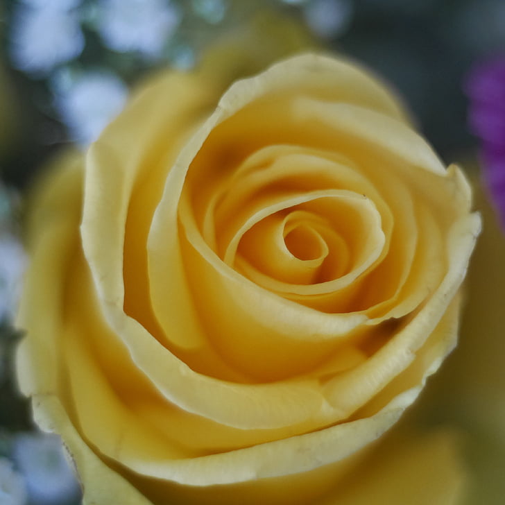 switar marco nuclear 50mm, Rosa, groc, flor, tancar, roses grogues, brot