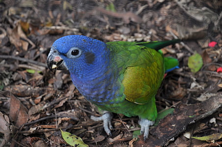 Lloro, blau, Brasil, tropical, ocell, colors, natura