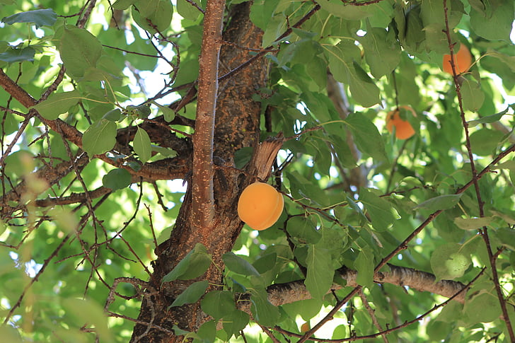 puu, Damascus, hedelmät