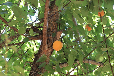 tree, damascus, fruit