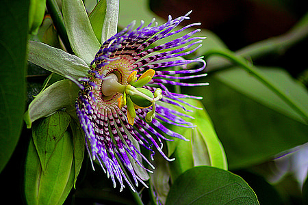flor, Passiflora edulis, floral, planta, natural, flor, flor