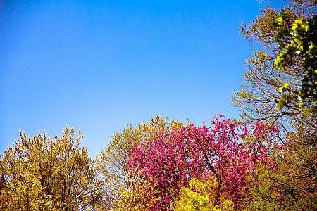 leaves, sky, flowers, branches, nature, natural, blue