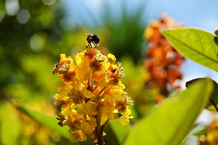 bee, flower, silver, nectar, nature, pollen, yellow