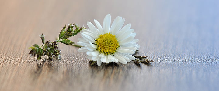 λουλούδι, χλόη, άνθος, άνθιση, λευκό, δειγμένο λουλούδι, ξύλο
