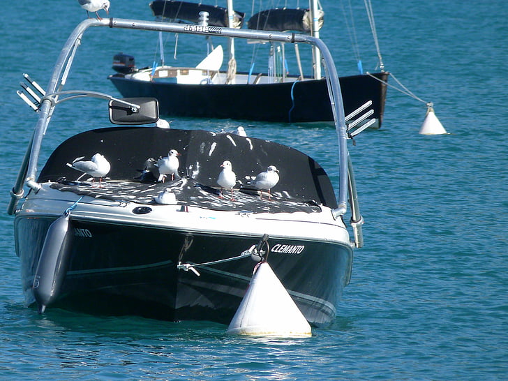 paat, linnud, Seagulls, ülejäänud, valge