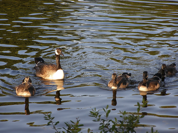 ducks, family, lake, bird, nature
