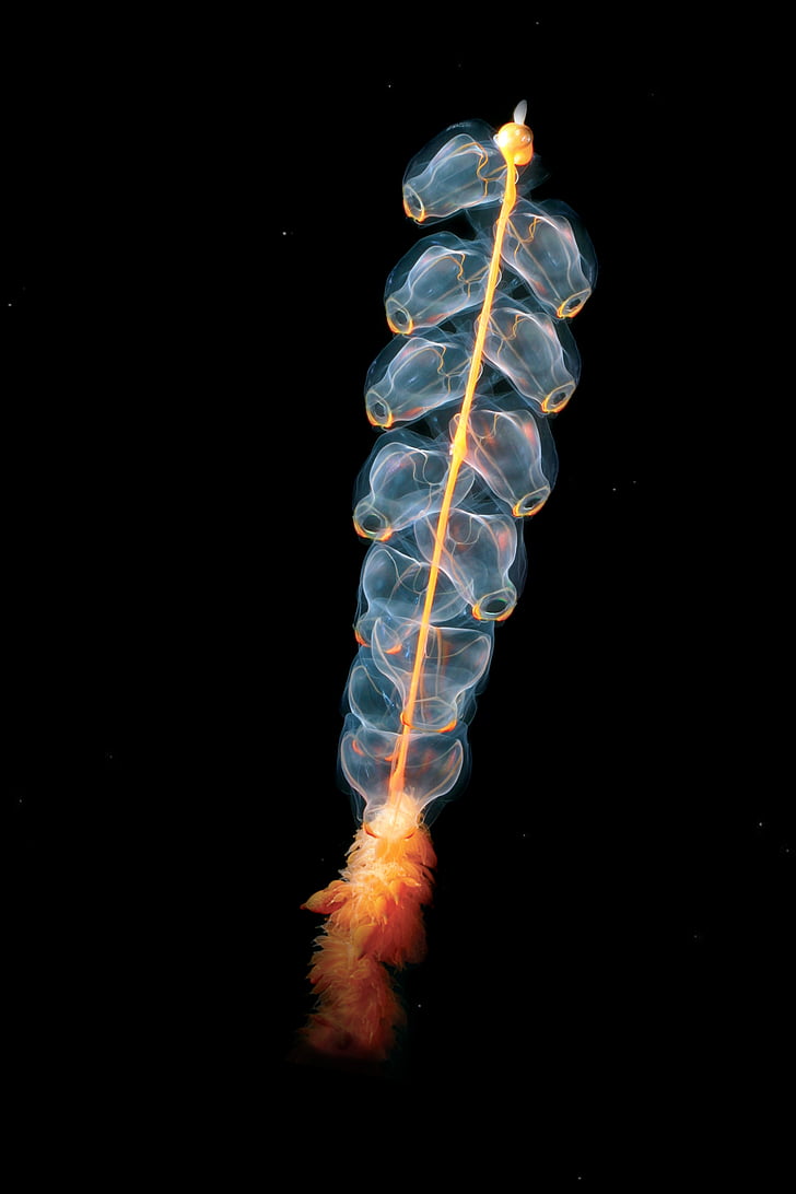 медузи, cnidarian, marrus orthocanna, siphonophores, членка медузи, hydrozoe, морски живот