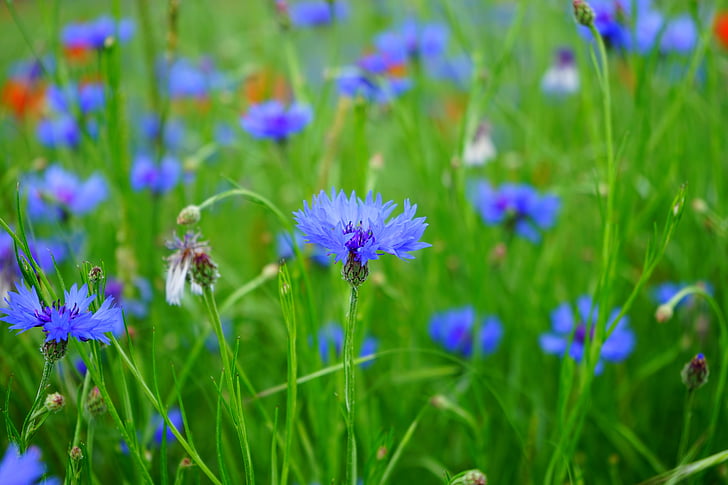 Kornblume, Blume, Blüte, Bloom, Blau, Himmelblau, hellblau