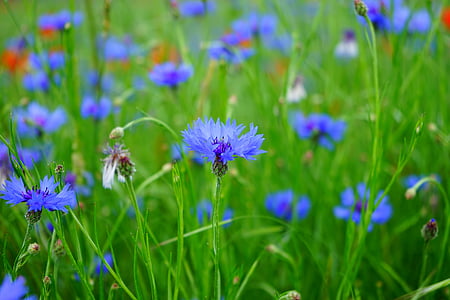 คอร์นฟลาวเวอร์, ดอกไม้, ดอก, บาน, สีฟ้า, สีฟ้า, สีฟ้าอ่อน