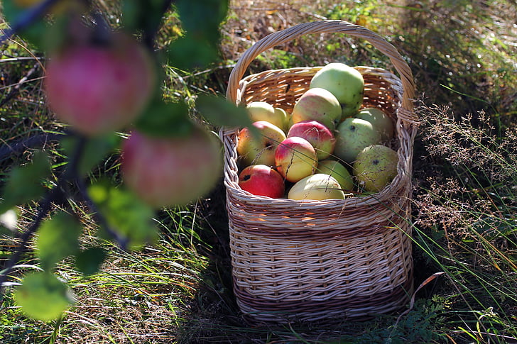 obuolių, krepšys, rudenį, sodas, vaisių, vaisiai