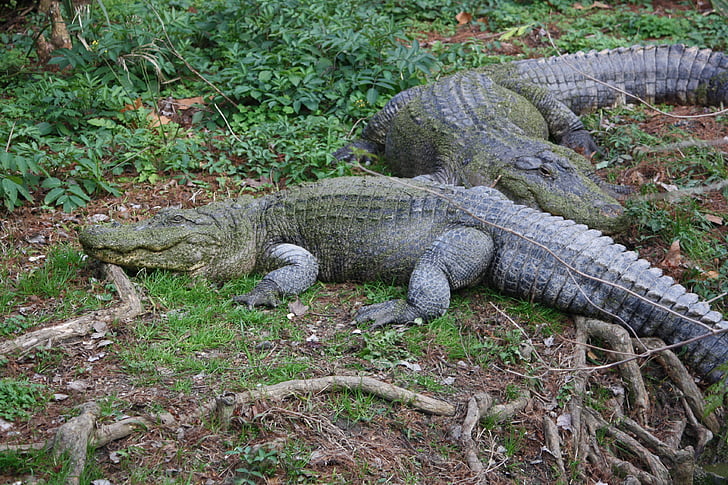 aligatorius, aligatorius, krokodilas, krokodilai, roplių, ropliai, plėšrūnas