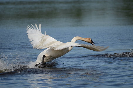 trumpeter swan, bird, wildlife, nature, wild, waterfowl, cygnus
