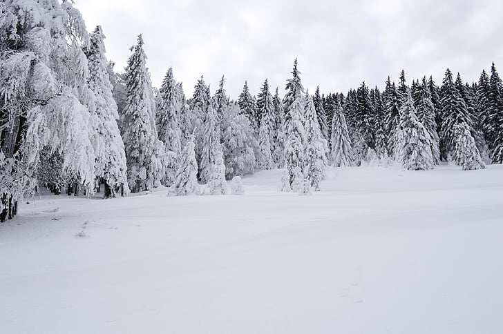 dingin, Desember, hutan, embun beku, beku, es, pemandangan