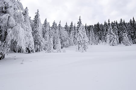 frío, diciembre, bosque, Frost, congelados, hielo, paisaje