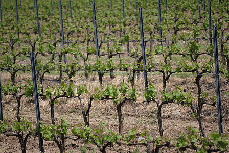 vīnogulāji, vīni, Francija, vīna dārzu, balta, augļi, vīnogulāju